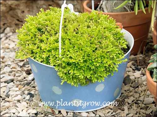 Golden Spike Moss (Selaginella kraussiana aurea)
Grew for along time nicely in this colorful container.  But because the container had no drainage the plant eventually rotted. Will try again.